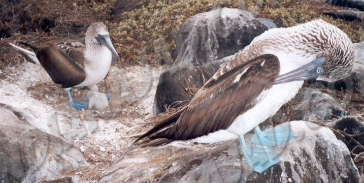 Galapagos - Île Española