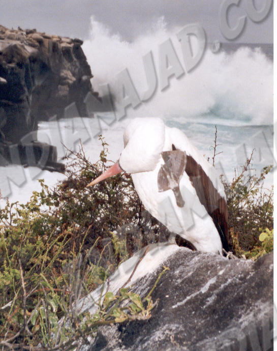 Galapagos - Île Española