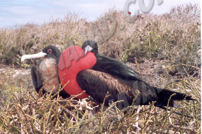 Galapagos - Île Genovesa