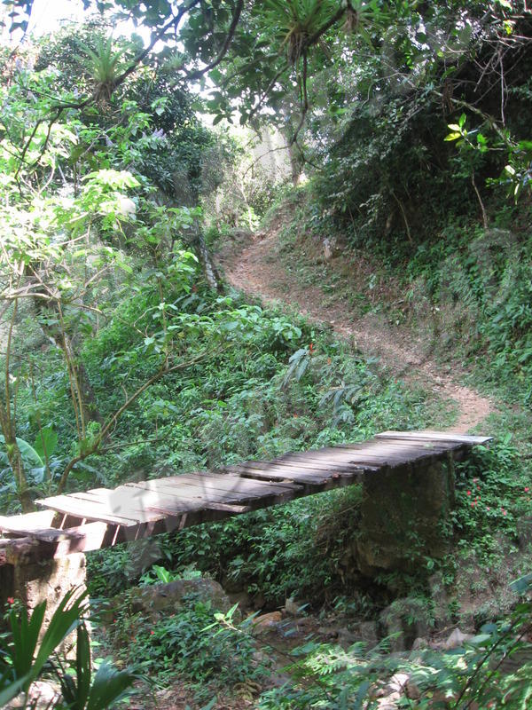 Barrigon