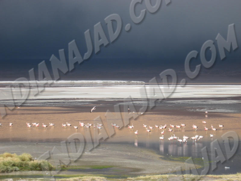 Sud-Ouest - Laguna Colorada