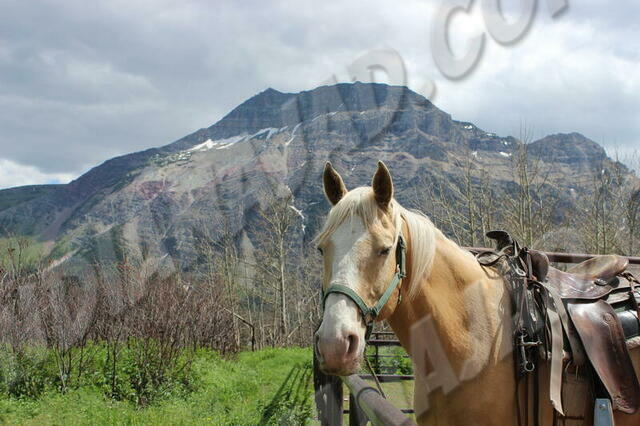 Alberta - Waterton