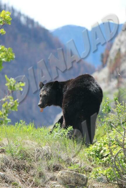 Alberta - Waterton