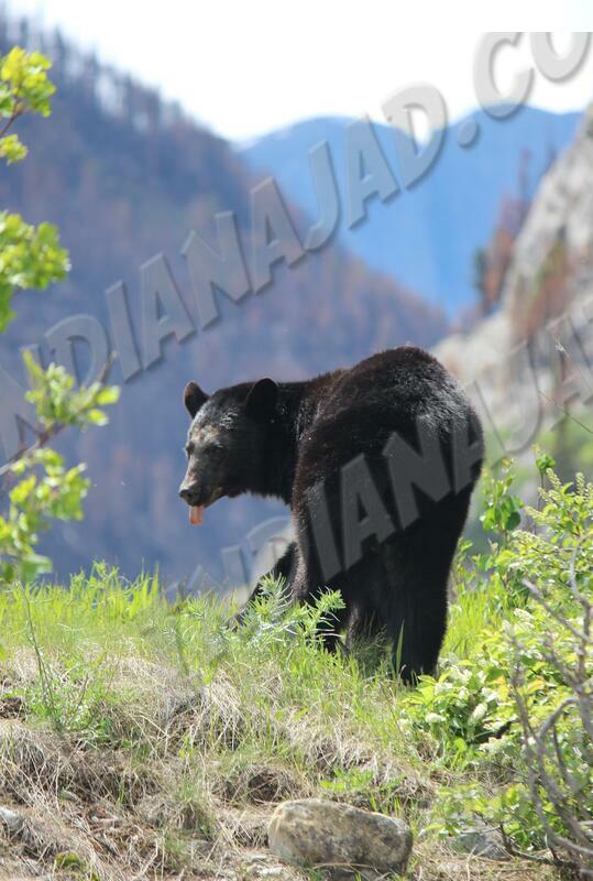 Alberta - Waterton
