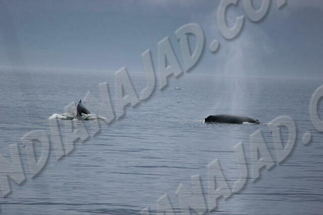 C.-Britannique - East Sooke