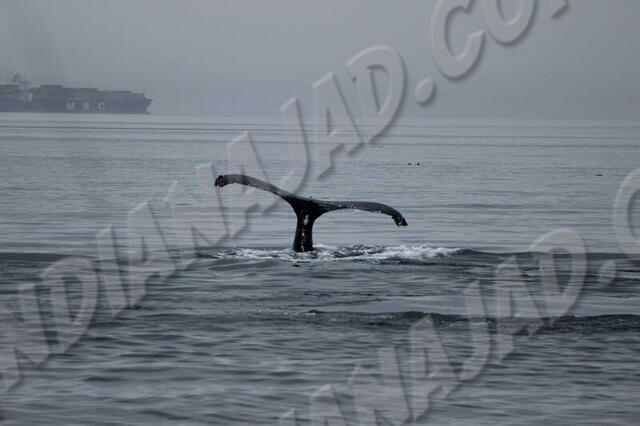 C.-Britannique - East Sooke