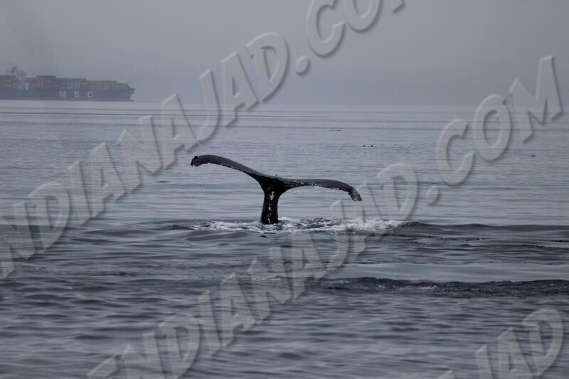 C.-Britannique - East Sooke