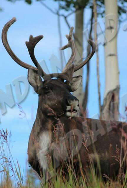 Yukon - Whitehorse