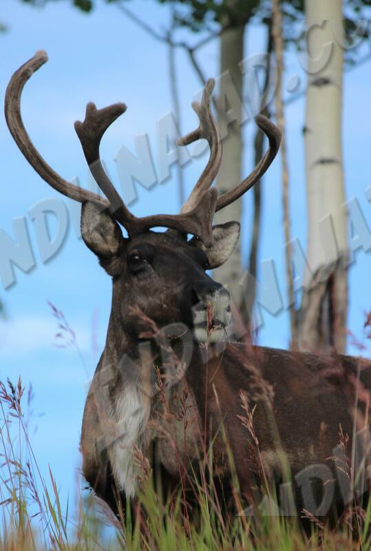 Yukon - Whitehorse