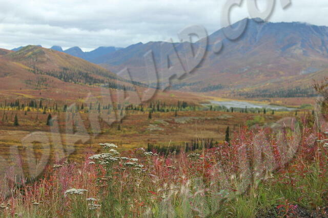 Yukon - Parc Tombstone