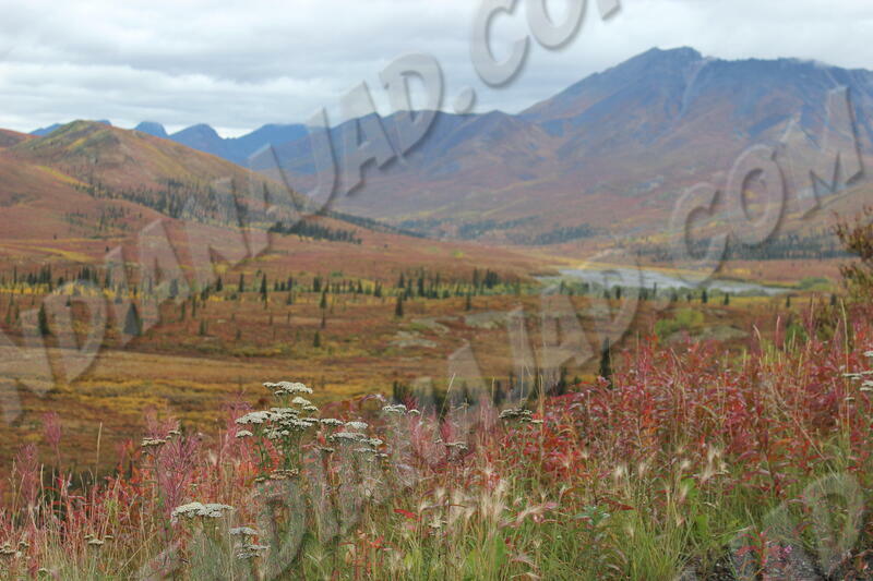 Yukon - Parc Tombstone