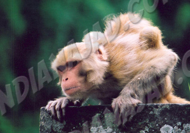 Pashupatinath