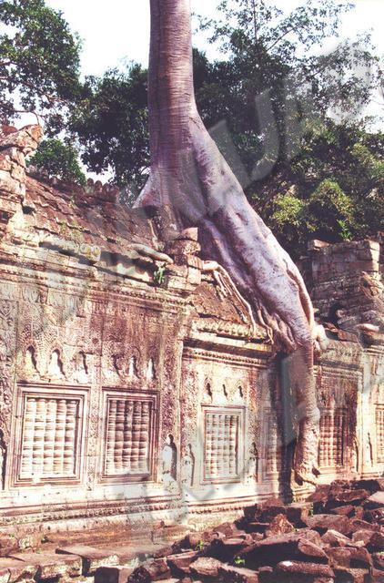 Angkor - Ta Prohm