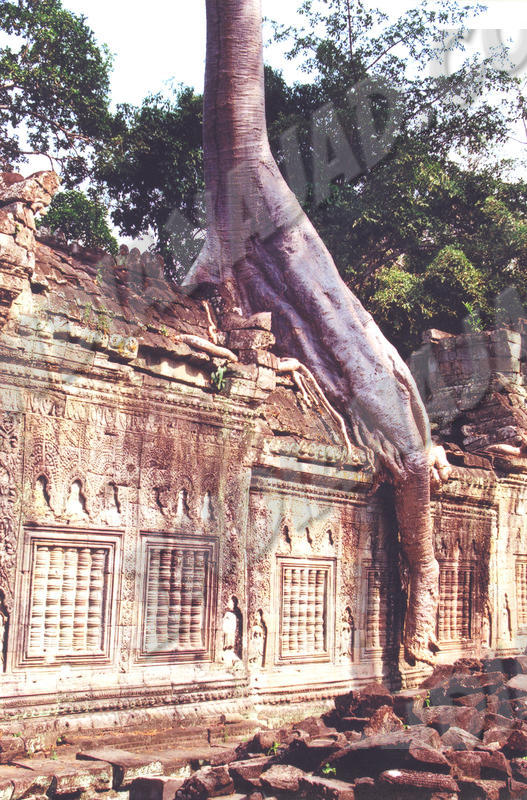 Angkor - Ta Prohm