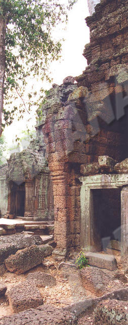 Angkor - Ta Prohm