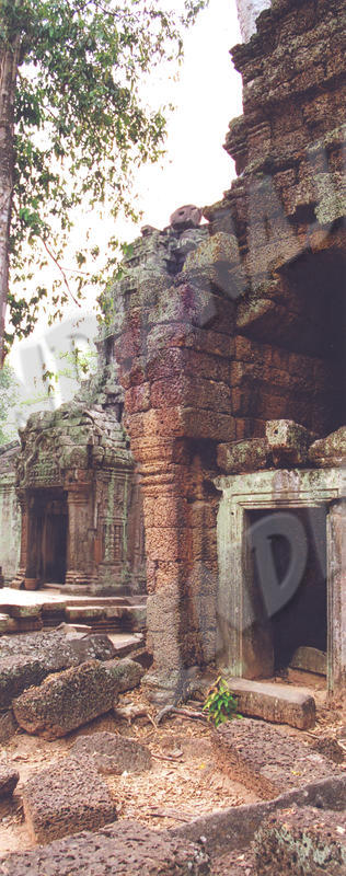 Angkor - Ta Prohm