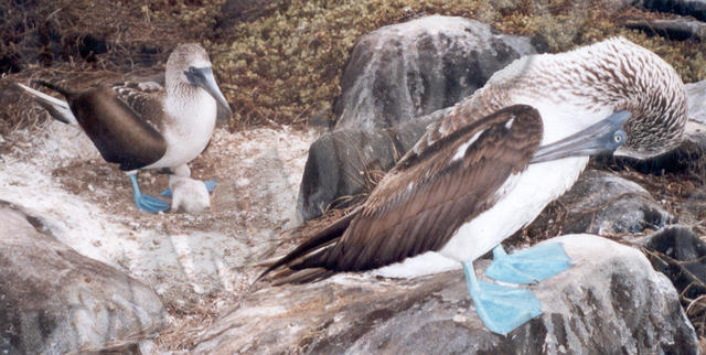 Galapagos - Île Española