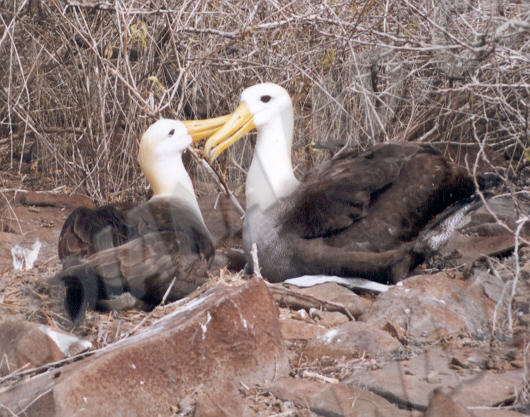 Galapagos - Île Española