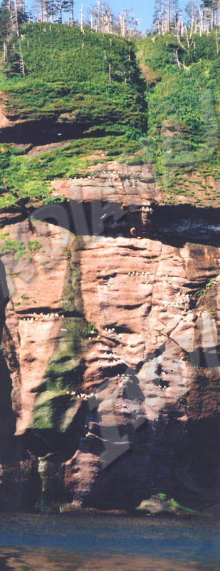 Québec - Île Bonaventure