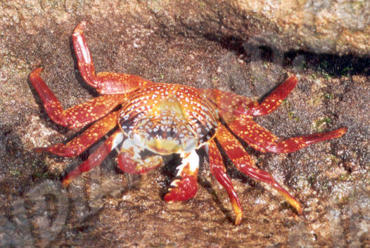 Galapagos - Île Floreana