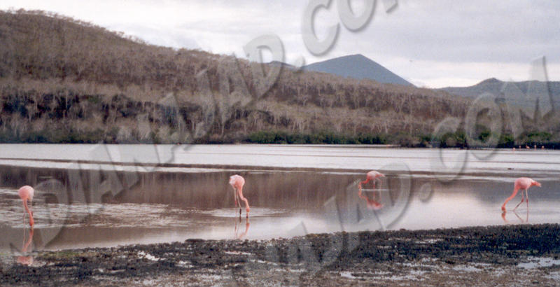 Galapagos - Île Floreana