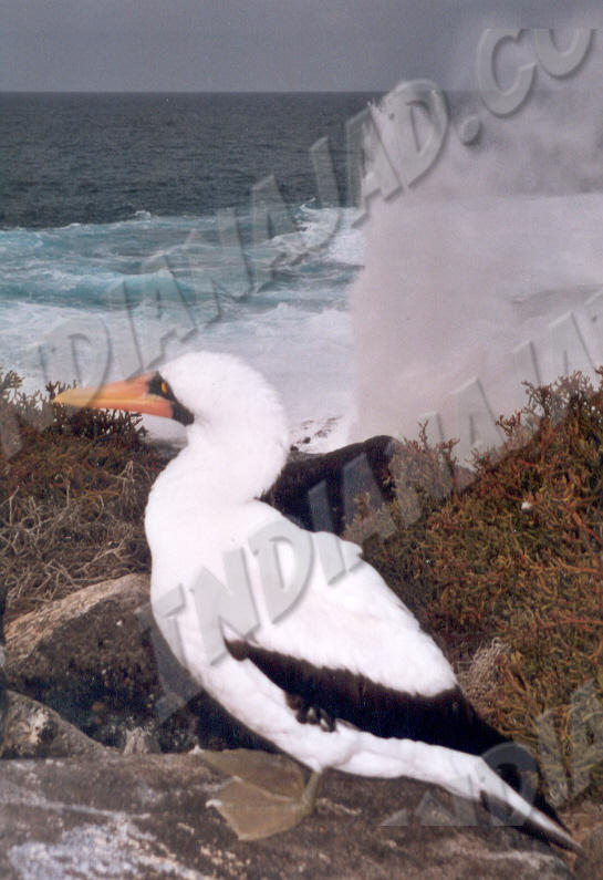 Galapagos - Île Española