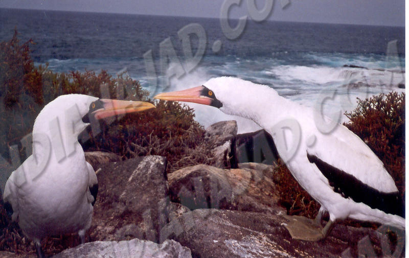 Galapagos - Île Española