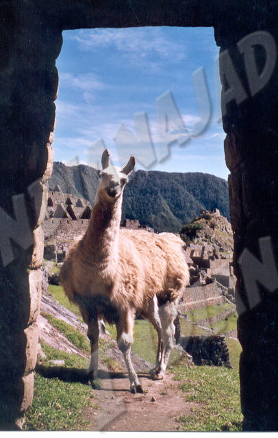Machu Picchu