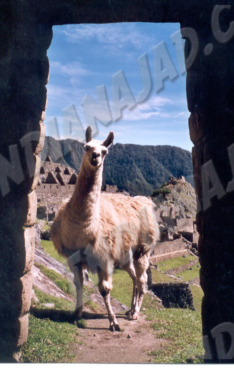 Machu Picchu