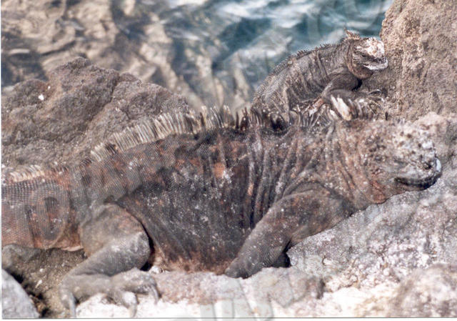 Galapagos - Île Bartolomé