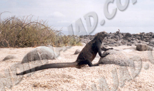 Galapagos - Île Seymour