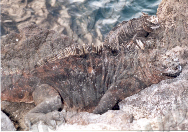 Galapagos - Île Bartolomé