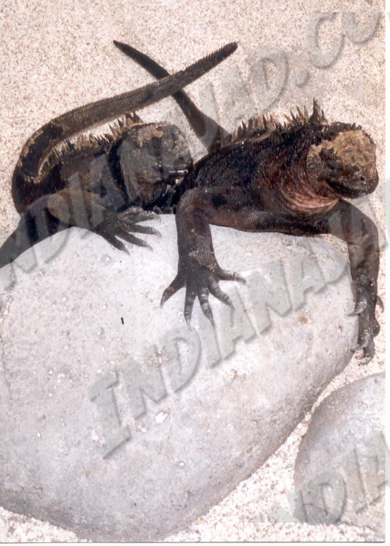 Galapagos - Île Seymour