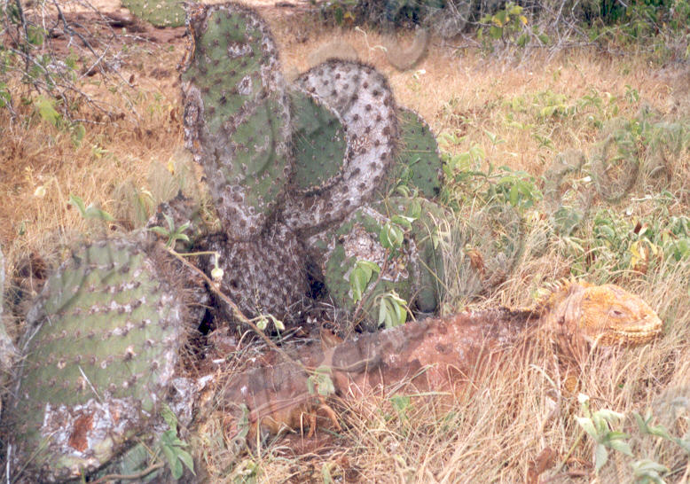 Galapagos - Île Seymour