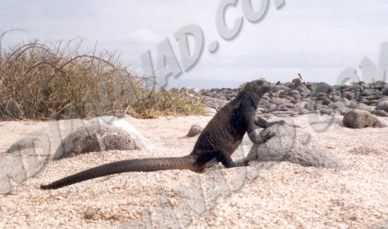 Galapagos - Île Seymour