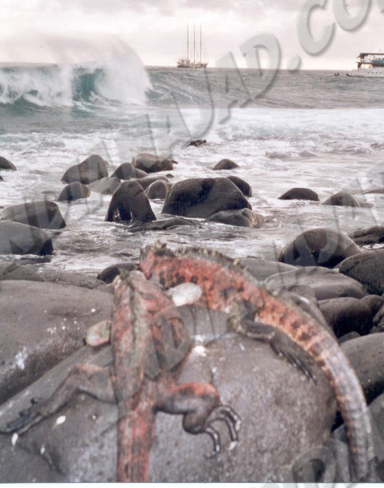 Galapagos - Île Española