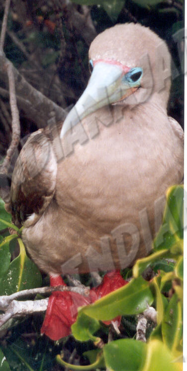 Galapagos - Île Genovesa