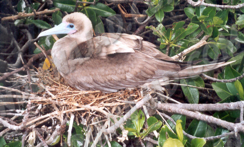 Galapagos - Île Genovesa