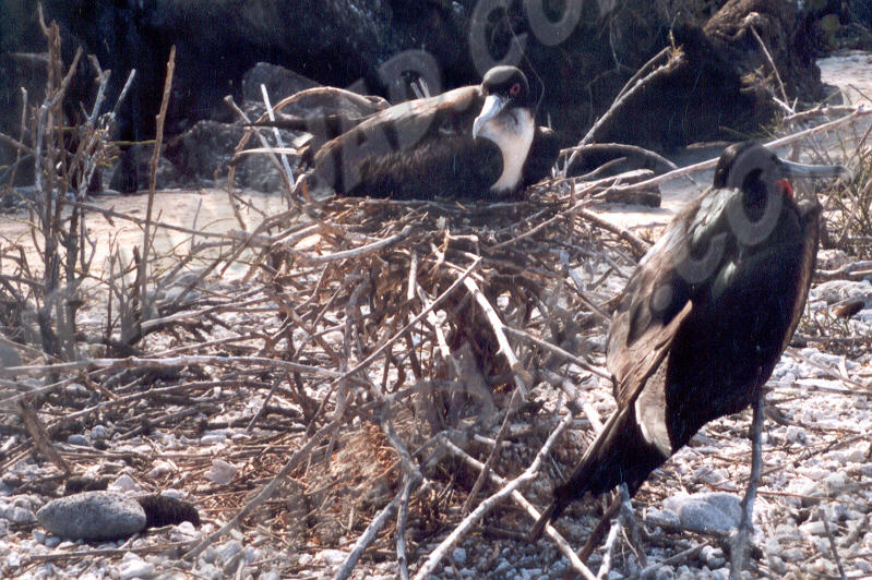 Galapagos - Île Genovesa