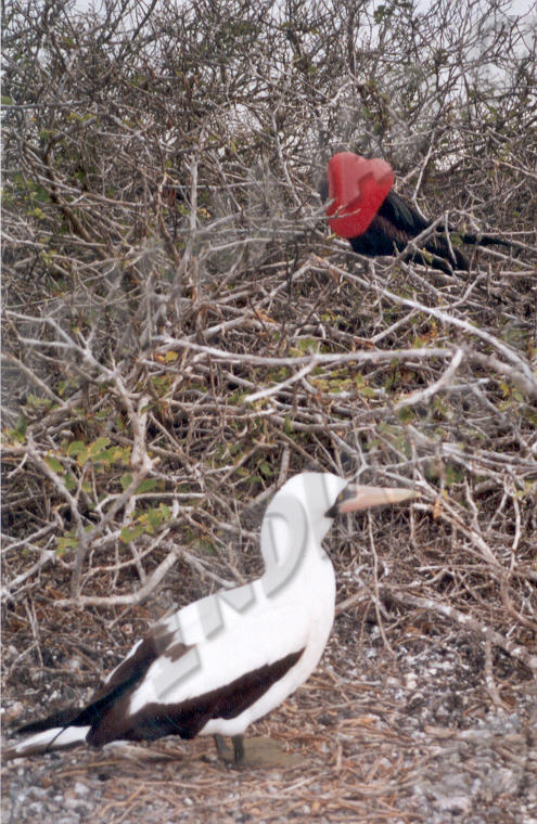 Galapagos - Île Genovesa