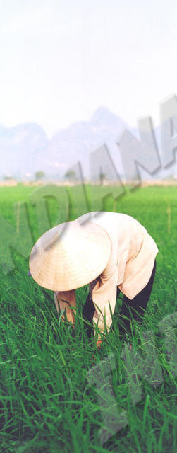 Chua Huong