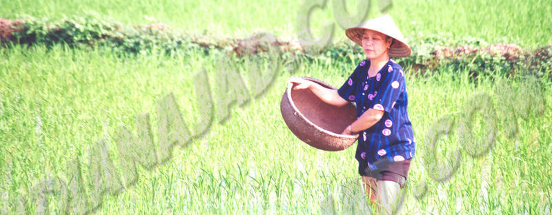 Chua Huong