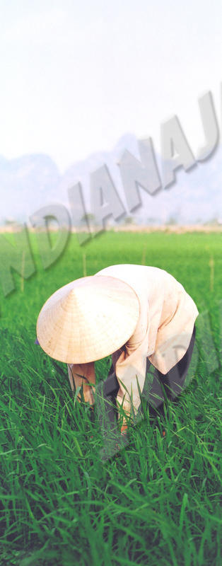 Chua Huong