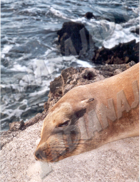 Galapagos - Île Bartolomé
