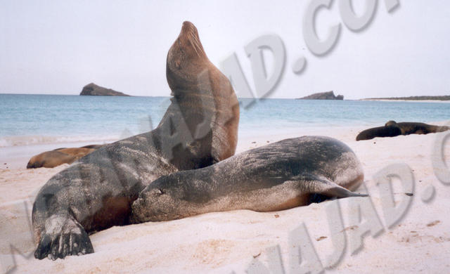 Galapagos - Île Española