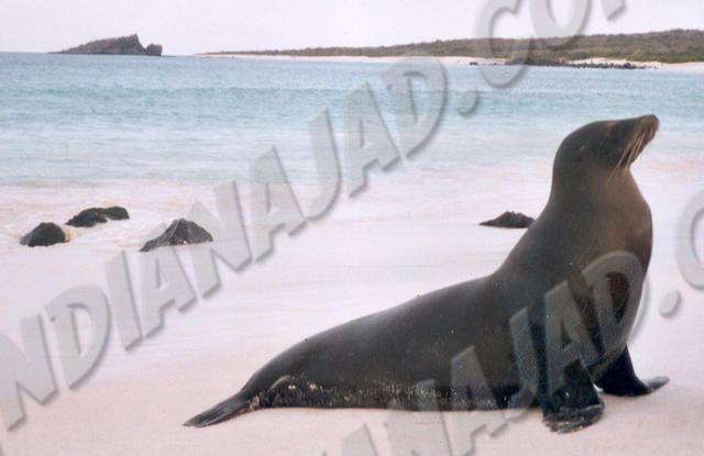 Galapagos - Île Española