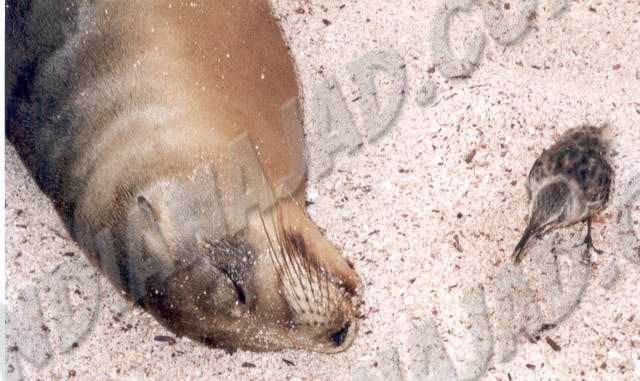 Galapagos - Île Española