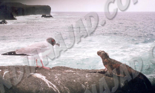 Galapagos - Île Española