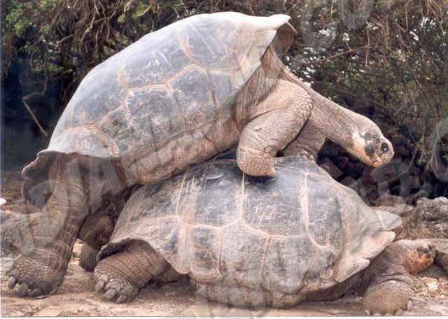 Galapagos - Fond. C. Darwin
