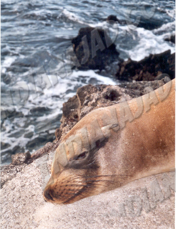 Galapagos - Île Bartolomé
